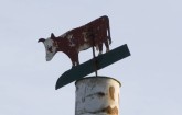 waterland/windvaan_koe.JPG