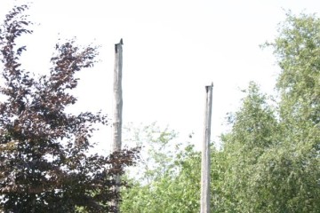 upload_veluwe/hoge_enke (13)0300.JPG