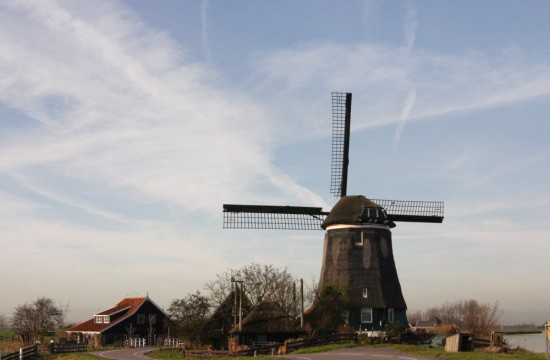 noordholland/neck001.JPG