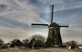 noordholland/neck004.JPG
