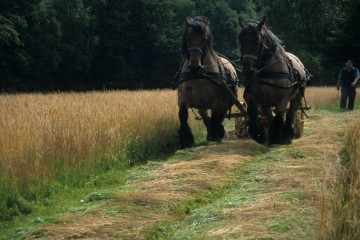 oude_gebruiken/89 Hooiberg, gras maaien met paard.