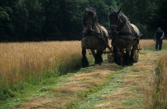 oude_gebruiken/89 Hooiberg, gras maaien met paard.