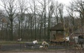 vorden_paarden/vorden0003_RJ.JPG